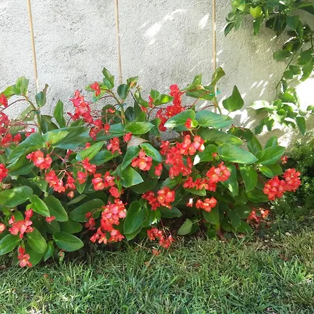 Lavanda Mali Lošinj