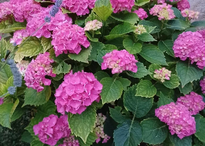 Apartman Lavanda Mali Lošinj