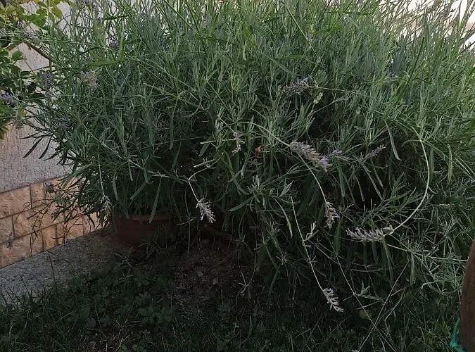 Lavanda Apartman Mali Lošinj