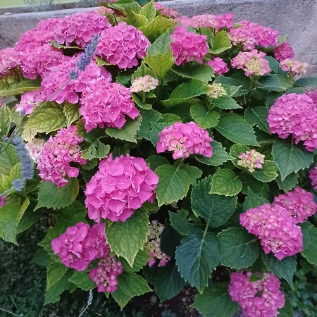 Lägenhet Lavanda Mali Lošinj