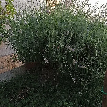 Lavanda Lägenhet Mali Lošinj